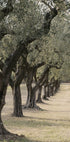 Trail In The Olive Garden Plakat - Posterbox.dk