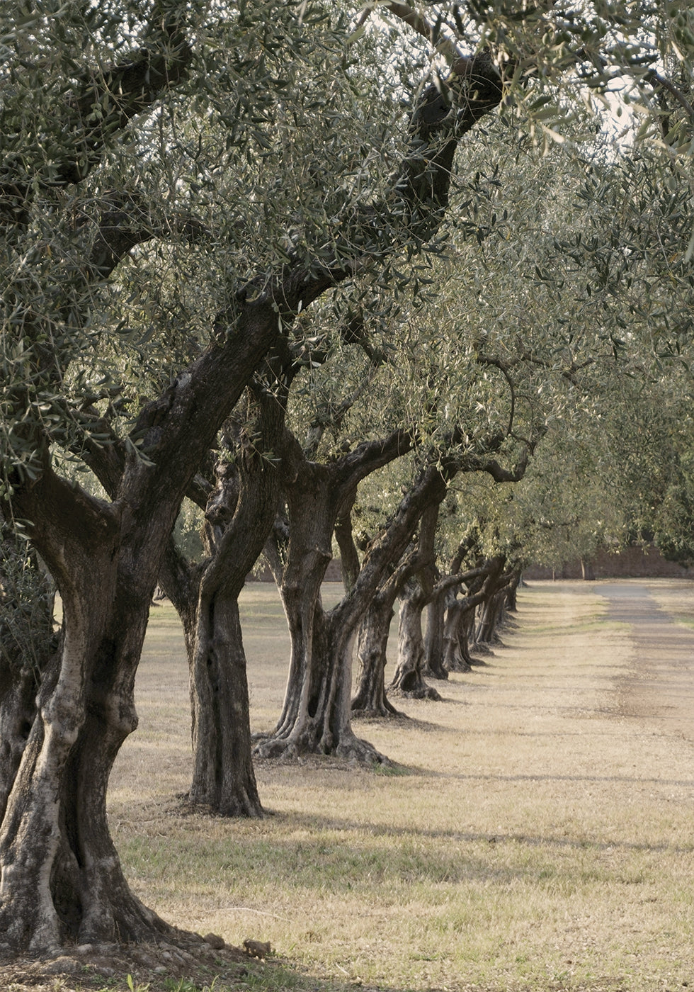Trail In The Olive Garden Plakat - Posterbox.dk
