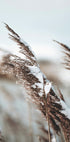 Winter Reed Plakat - Posterbox.dk