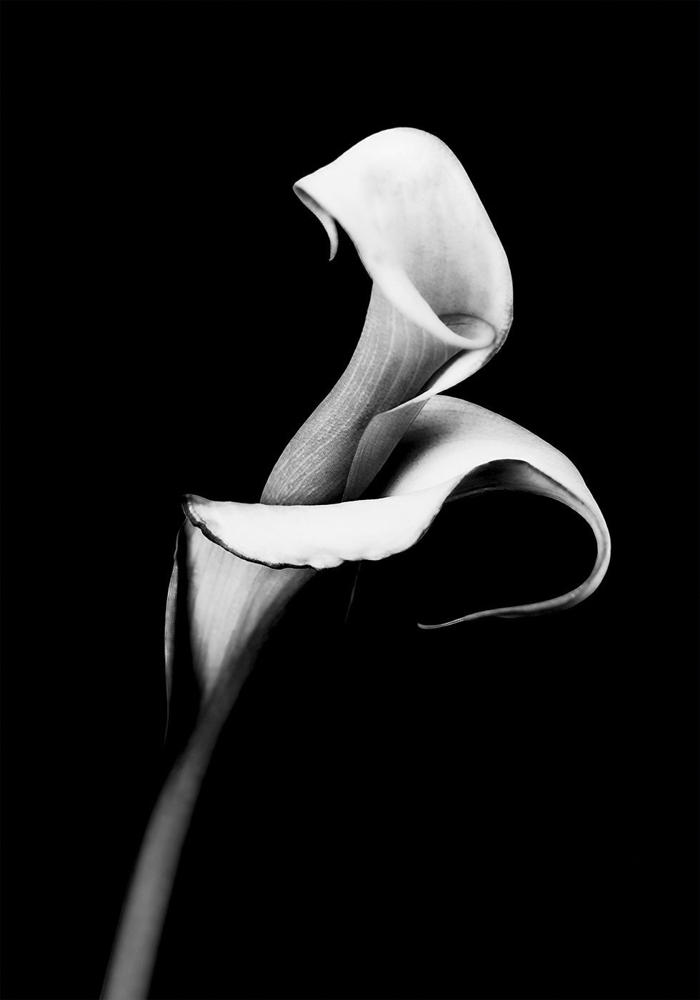 Calla Lily Plakat - Posterbox.dk