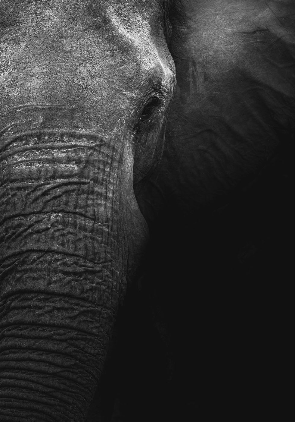 Elephant Plakat - Posterbox.dk