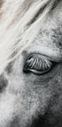 Eye of The White Horse Plakat - Posterbox.dk