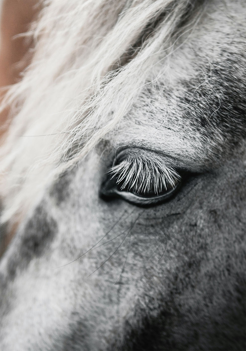 Eye of The White Horse Plakat - Posterbox.dk