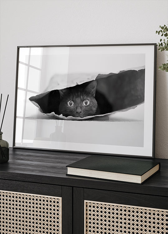 Kass kotis Plakat