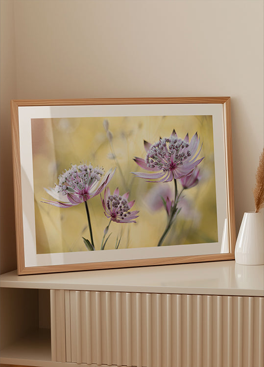 Astrantia Major plakat