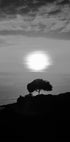 One Tree At Sunset Plakat - Posterbox.dk