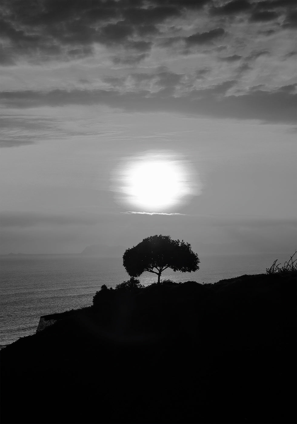 One Tree At Sunset Plakat - Posterbox.dk
