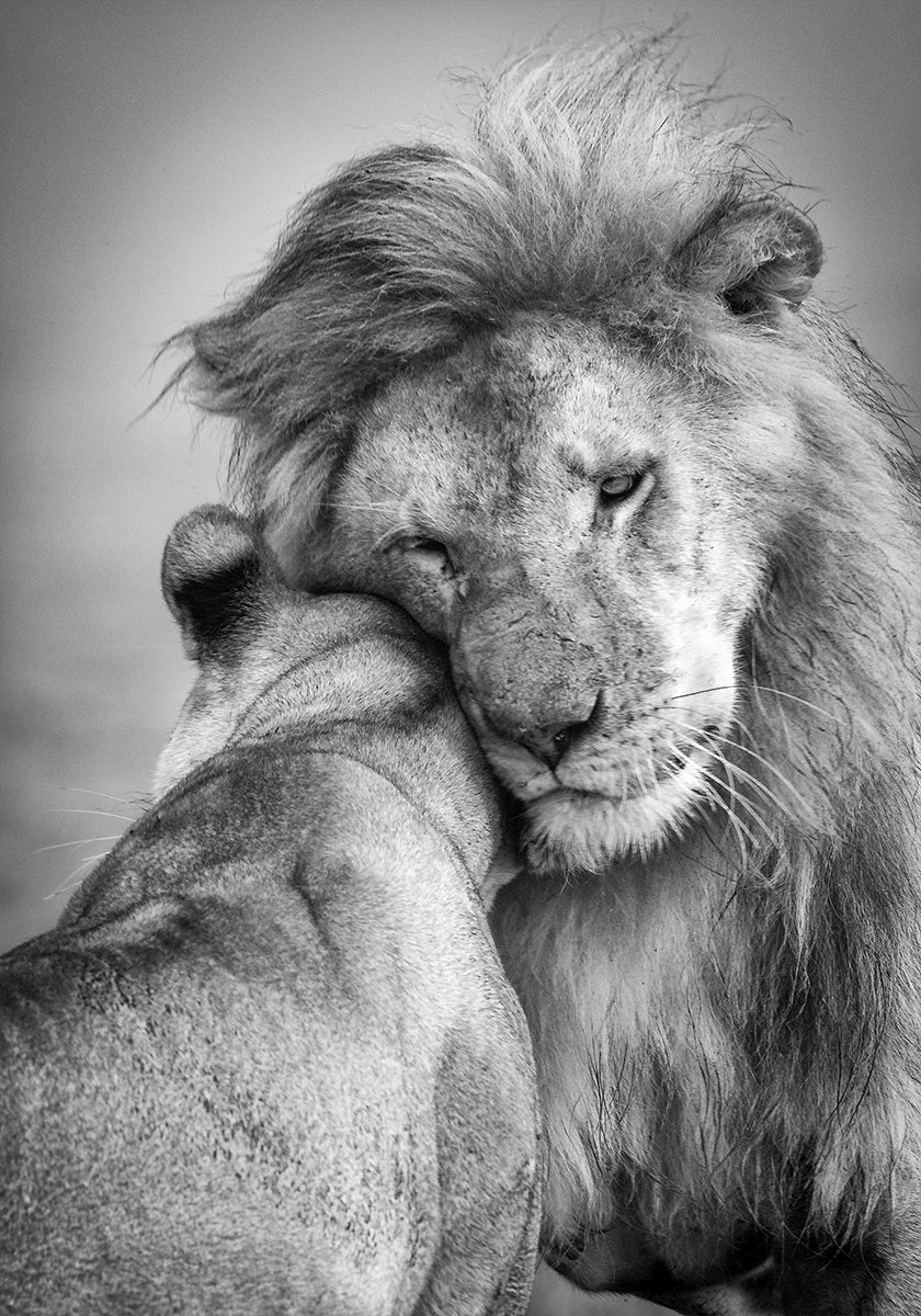 African Love! Poster