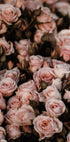 Blush Pink Roses Plakat - Posterbox.dk