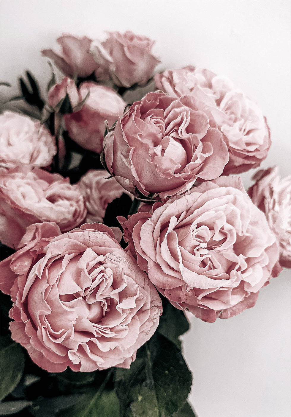 Elegant Pink Roses Plakat - Posterbox.dk