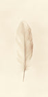 Feather Illustration Plakat - Posterbox.dk