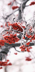 Frosted Red Berries on Winter Branches Plakat - Posterbox.dk