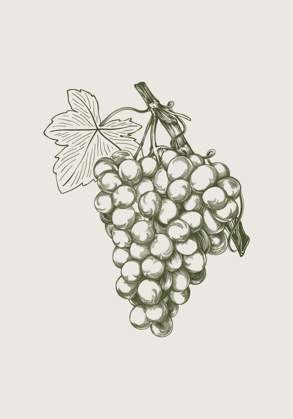 Grape Botanical Plakat - Posterbox.dk