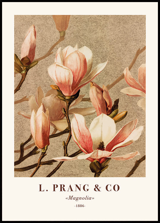 L. Prang & Co., Magnolia Plakat - Posterbox.dk