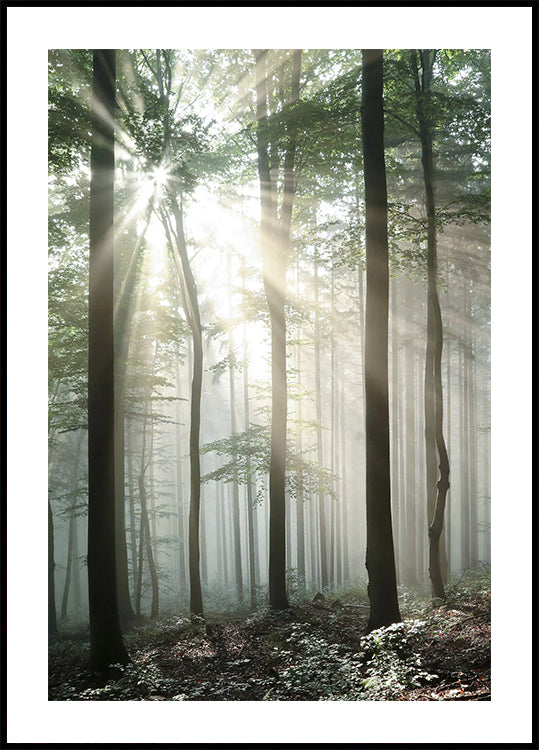 Light Through Trees Plakat - Posterbox.dk
