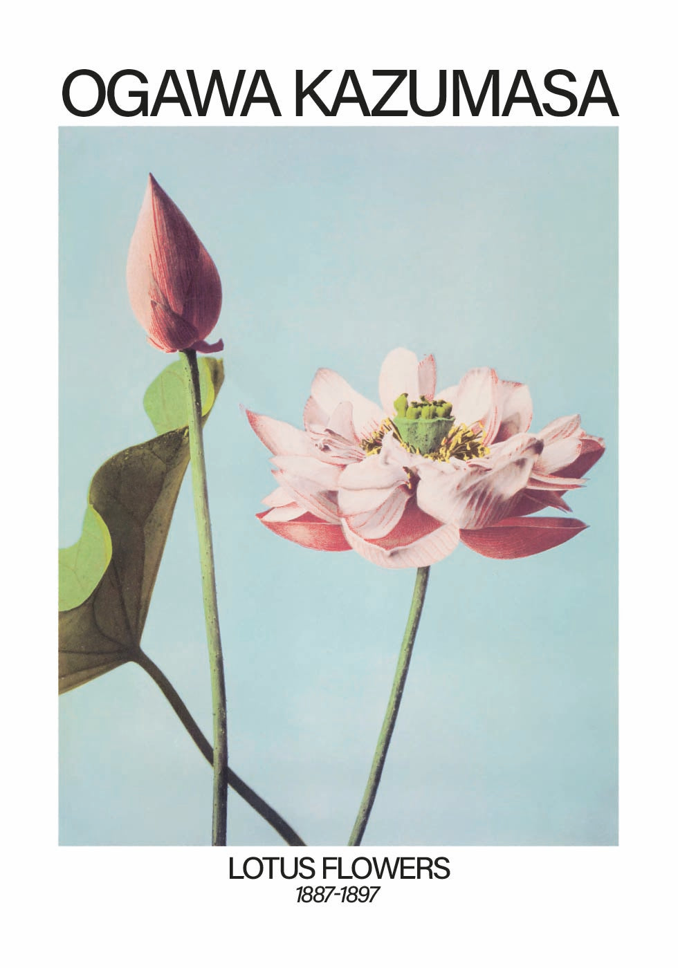 Lotus Flowers Print, Ogawa Kazumasa Plakat - Posterbox.dk