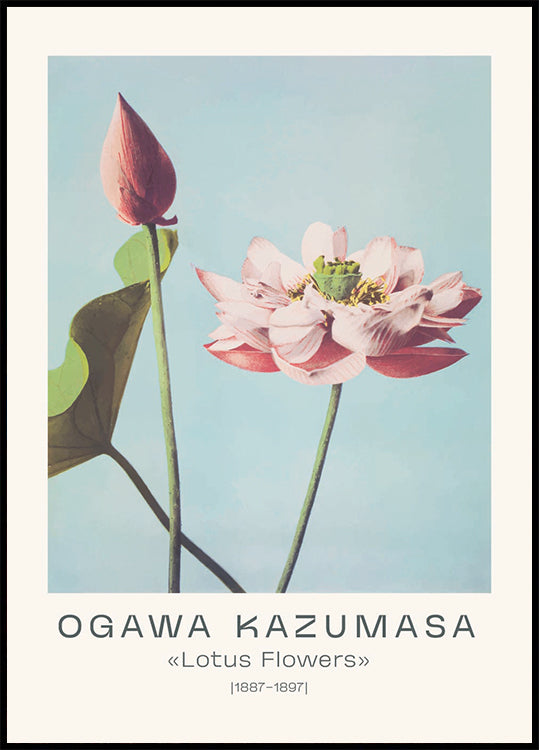 Lotus Flowers Vintage Botanical, Ogawa Kazumasa 1887–1897 Plakat - Posterbox.dk