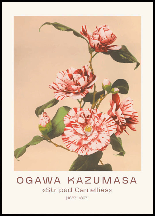 Ogawa Kazumasa, Striped Camellias Plakat - Posterbox.dk