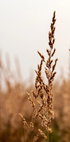 Tranquil Beach Grass Plakat - Posterbox.dk