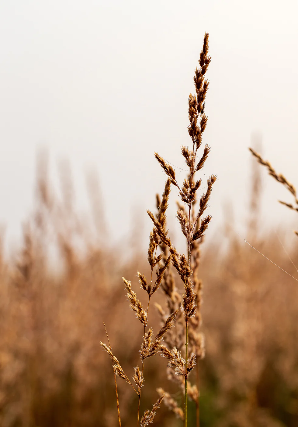 Tranquil Beach Grass Plakat - Posterbox.dk