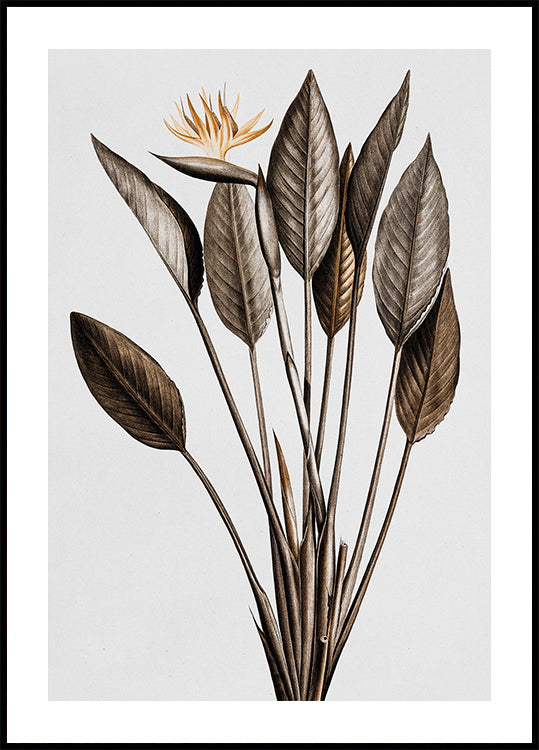 Vintage Bird of Paradise Plakat - Posterbox.dk