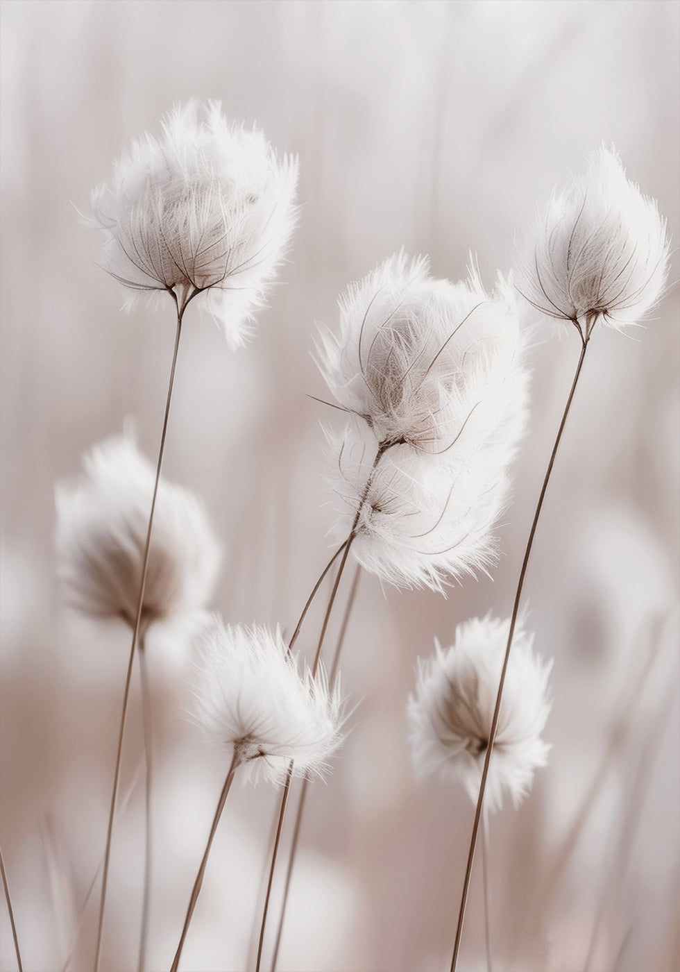 White Cotton Grass Plakat - Posterbox.dk