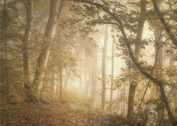 Forest Light
