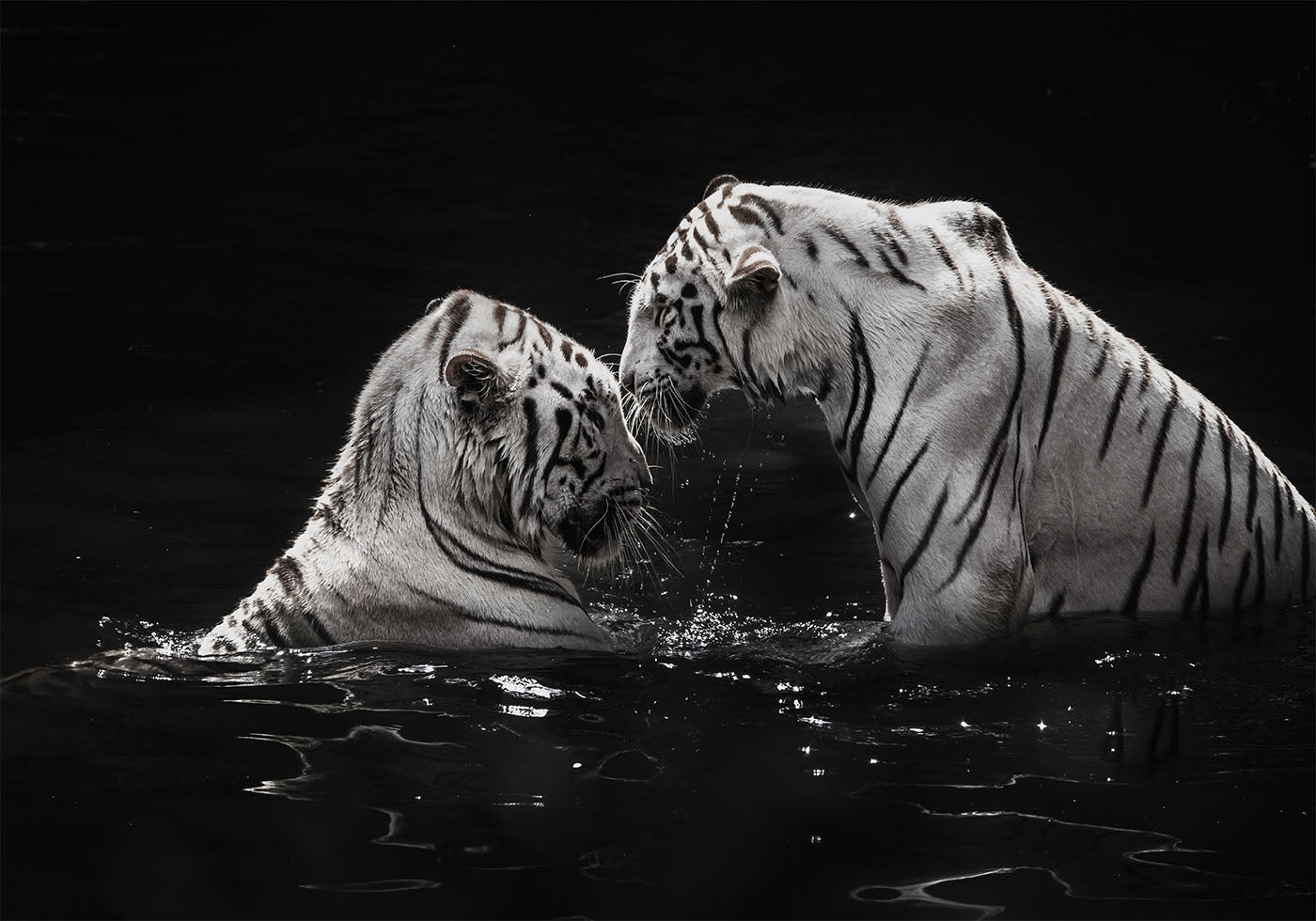 White Tigers in The Water Plakat - Posterbox.dk