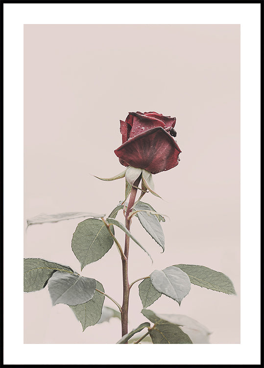 Rose Plakat