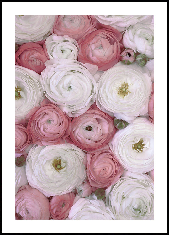 Scattered ranunculus in muted pink II (NEW)