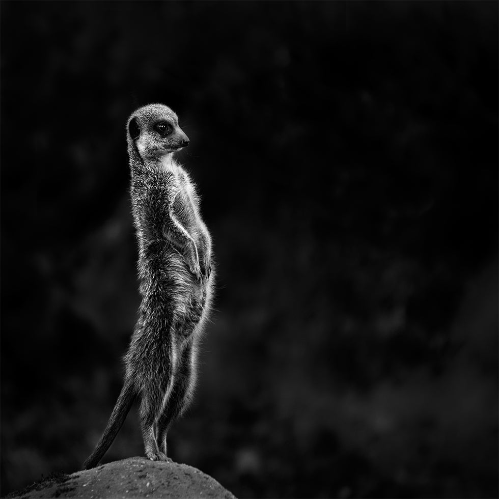 De Meerkat Poster