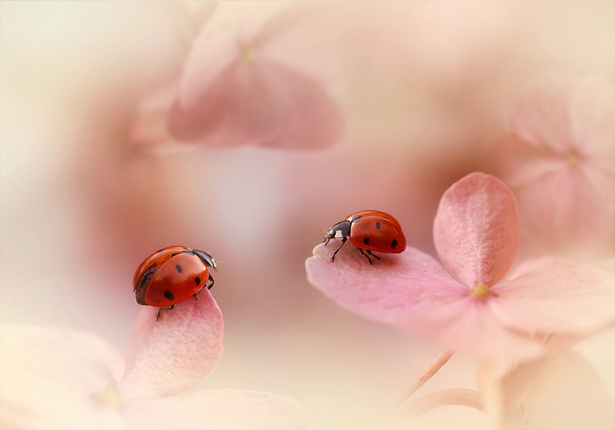 Ladybirds op rosa Hydrangea.