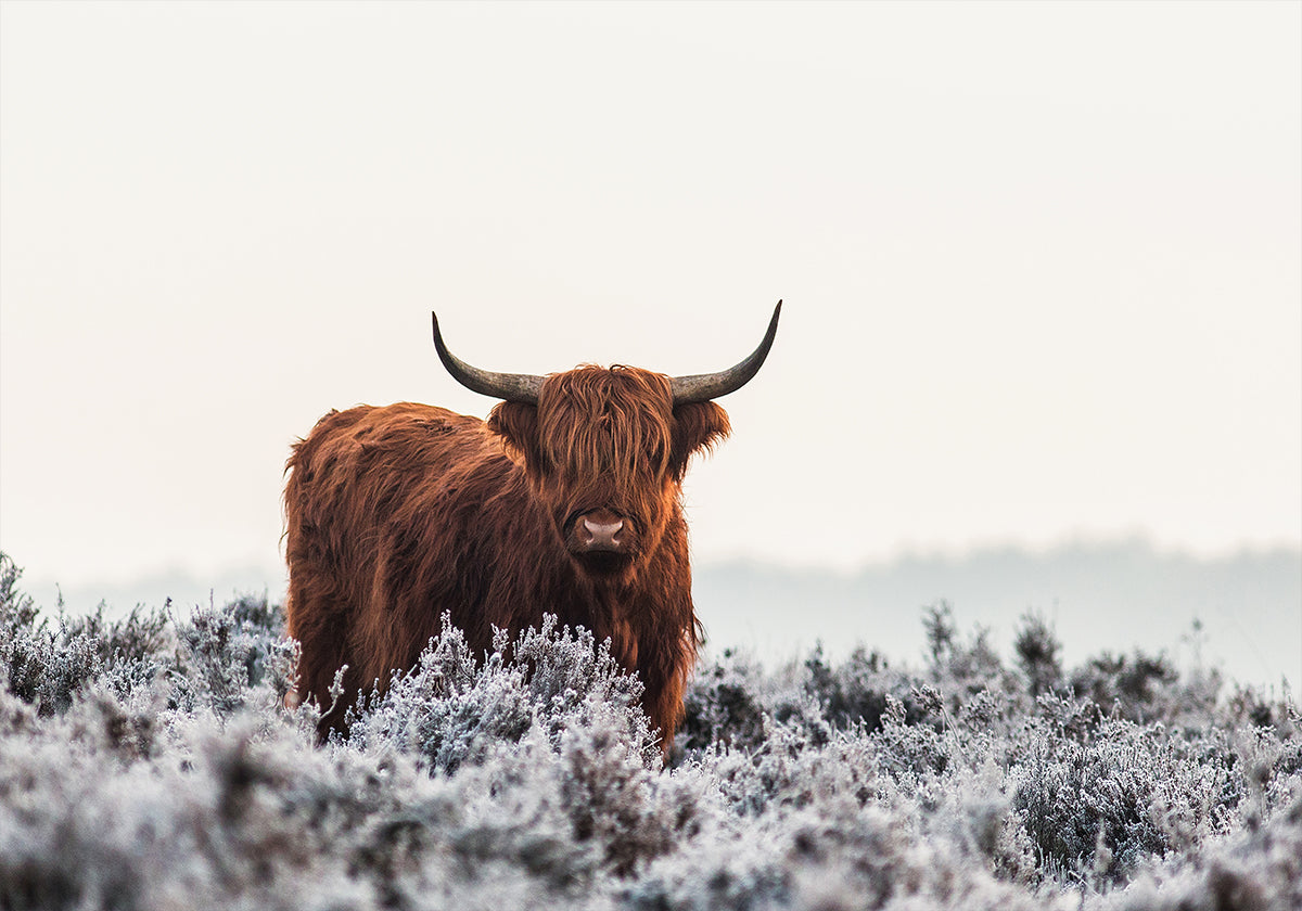 Highlanderi plakat