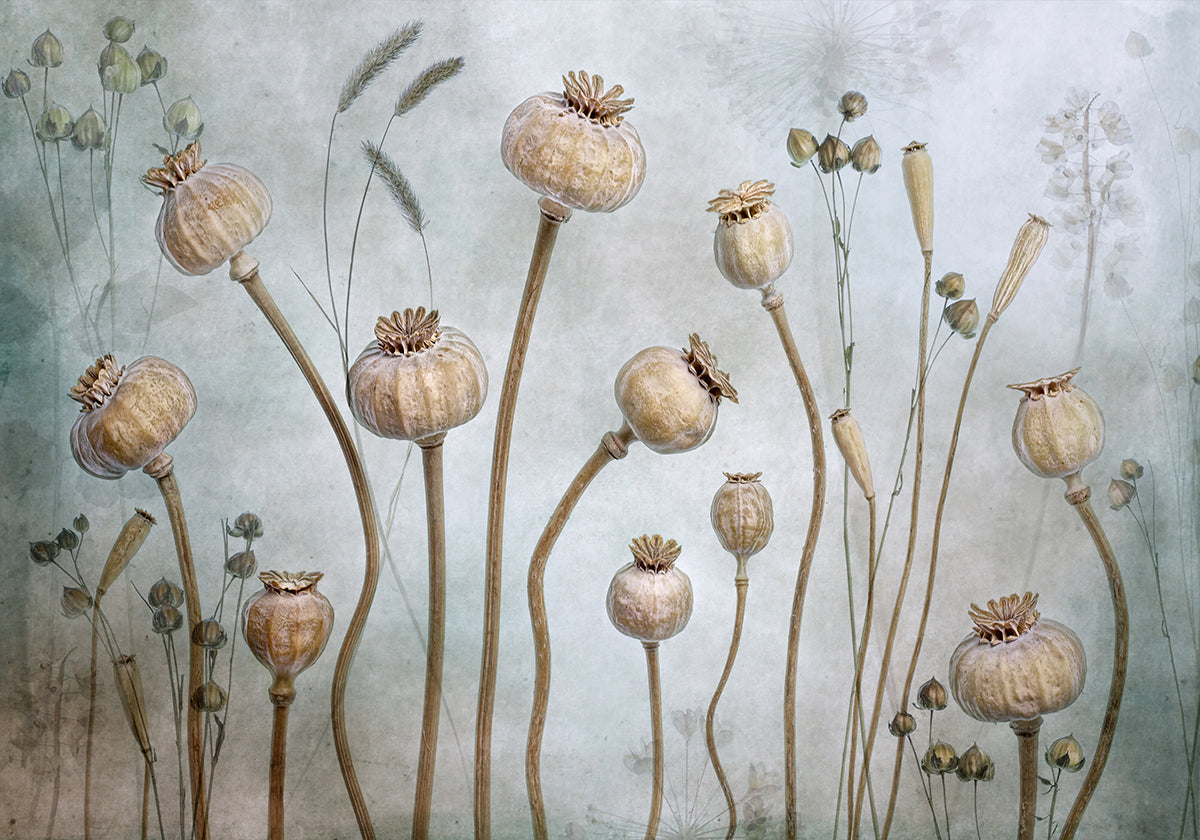 Poppies