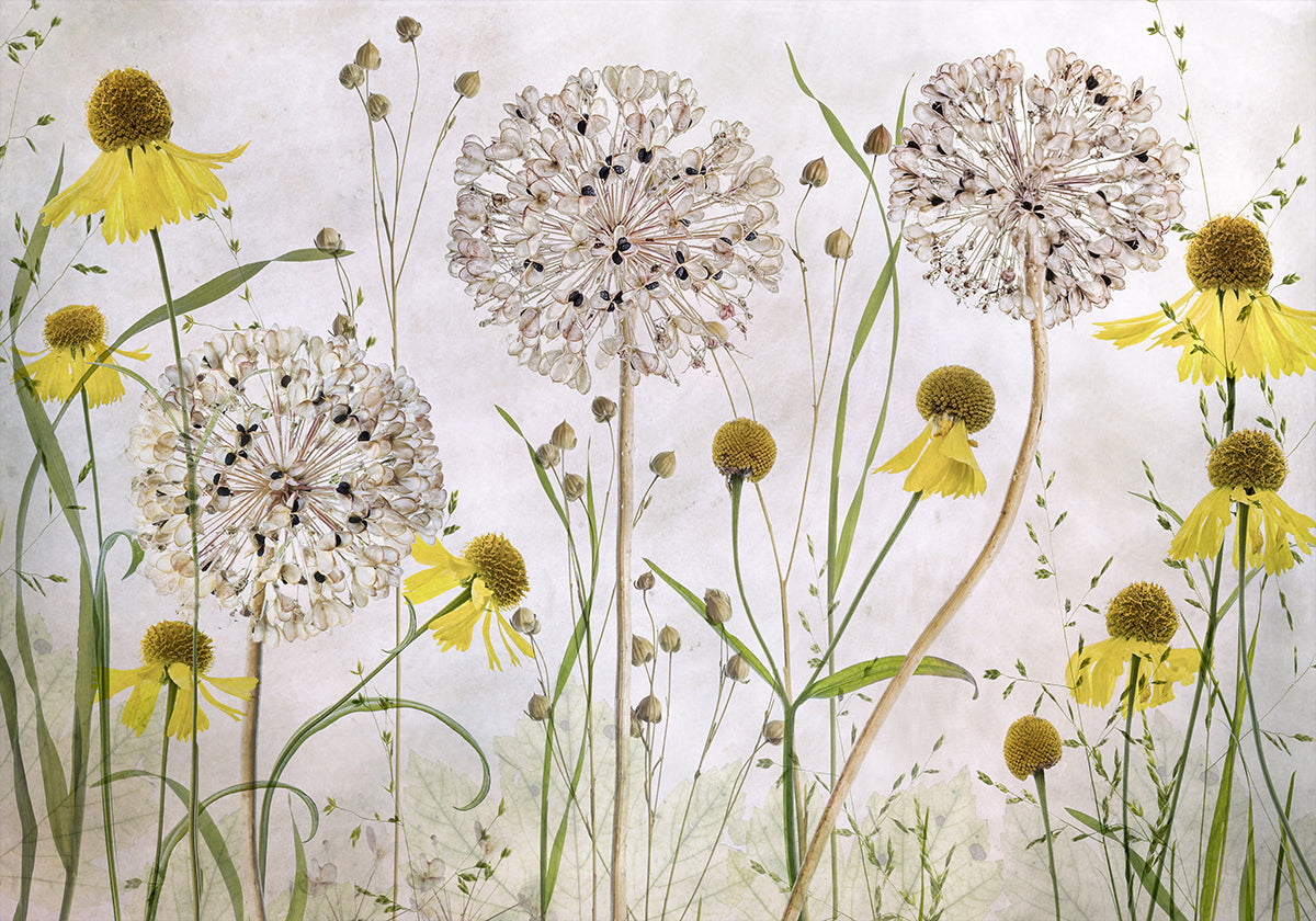 Plakatas „Alliums and Heleniums“.
