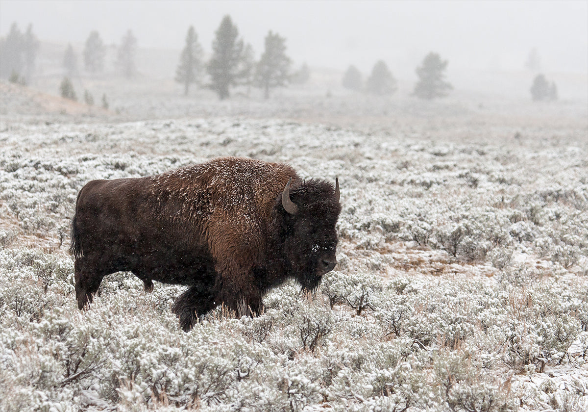 Late Fall Yellowstone