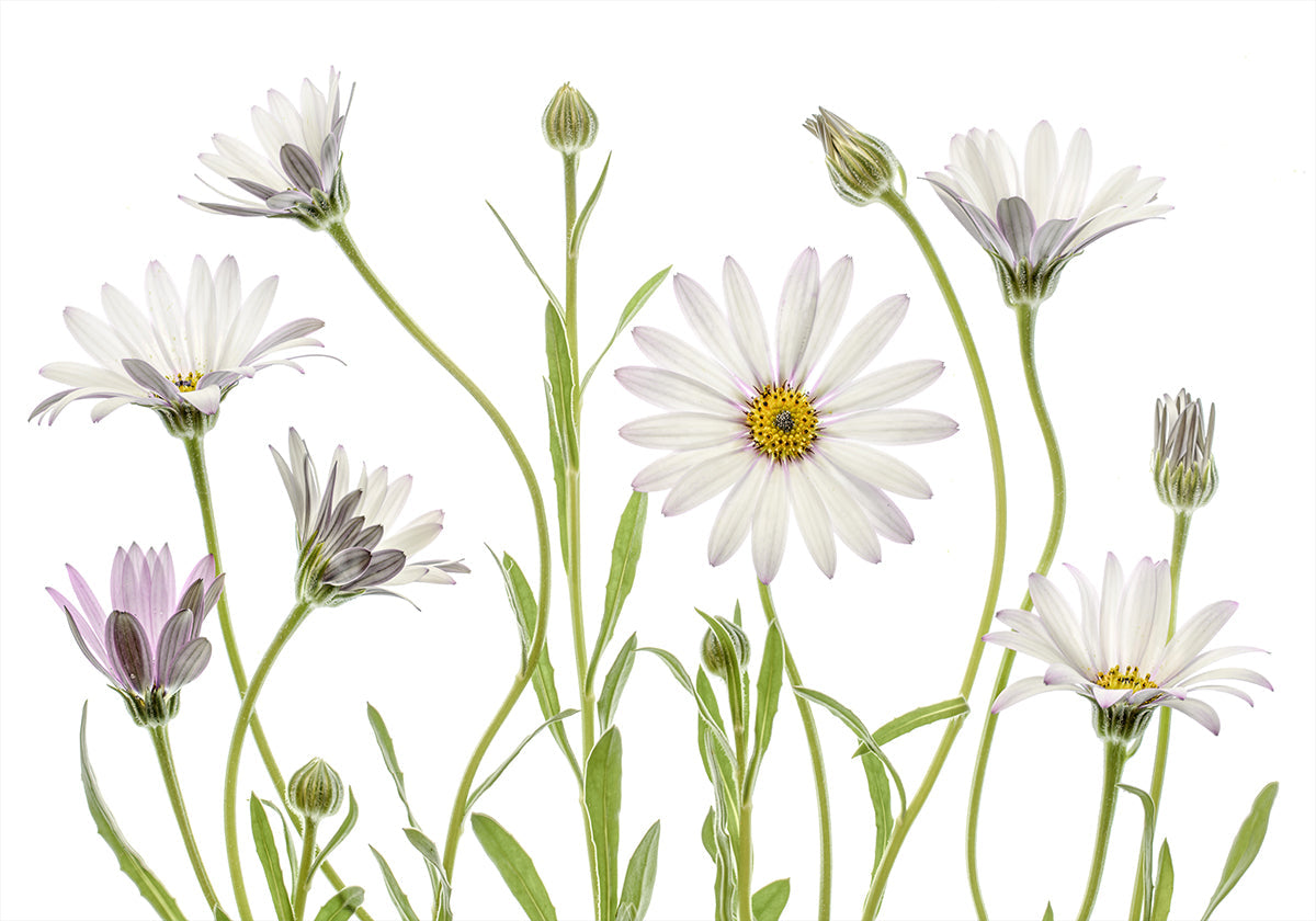 Cape Daisies plakāts