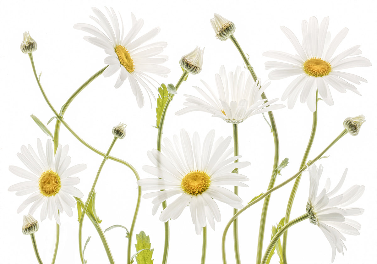 Vērša acs Margrietiņas plakāts