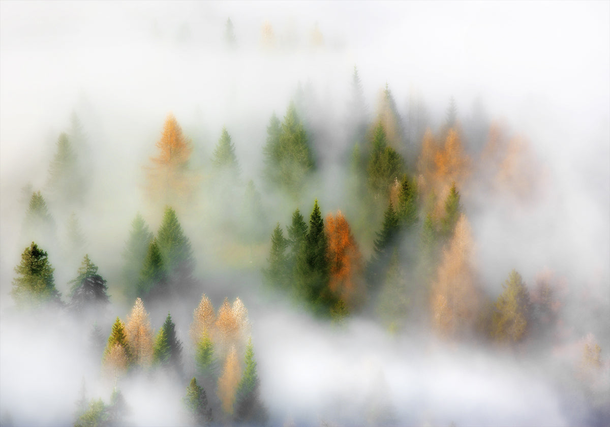 Autumn Dream Plakat