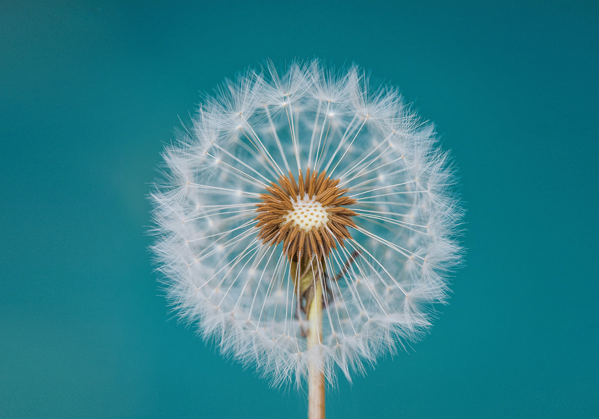 Dandelions