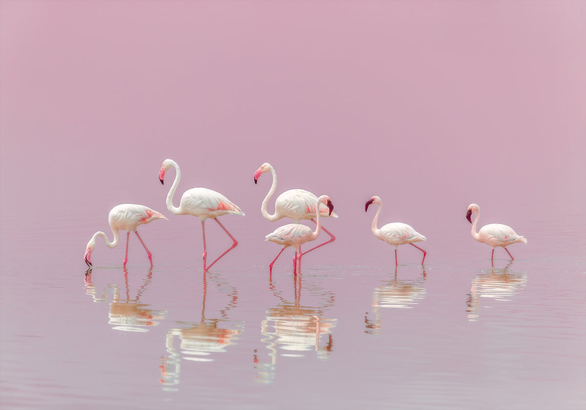 Flamingu plakāts