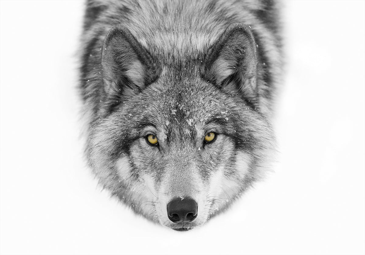 Yellow eyes - Timber Wolf Plakat