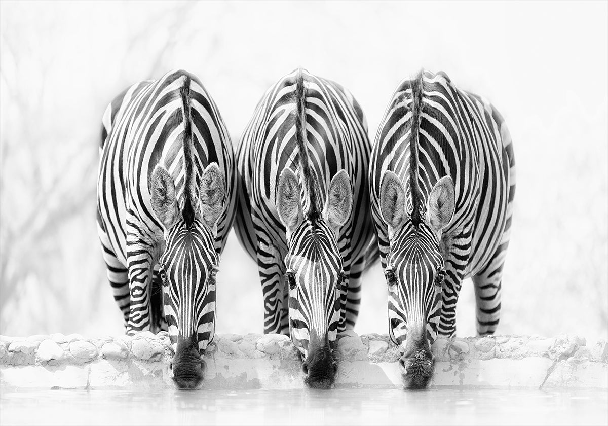 Zebra's Poster