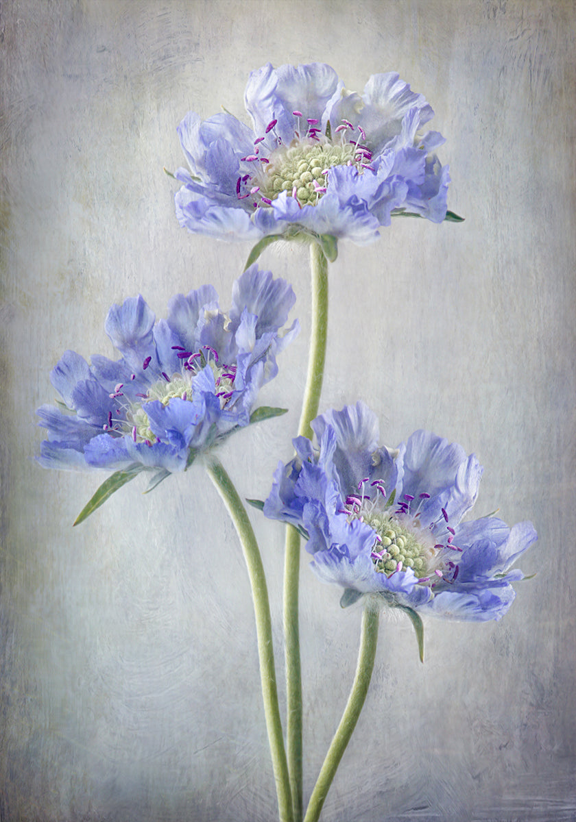 Scabiosa poszter