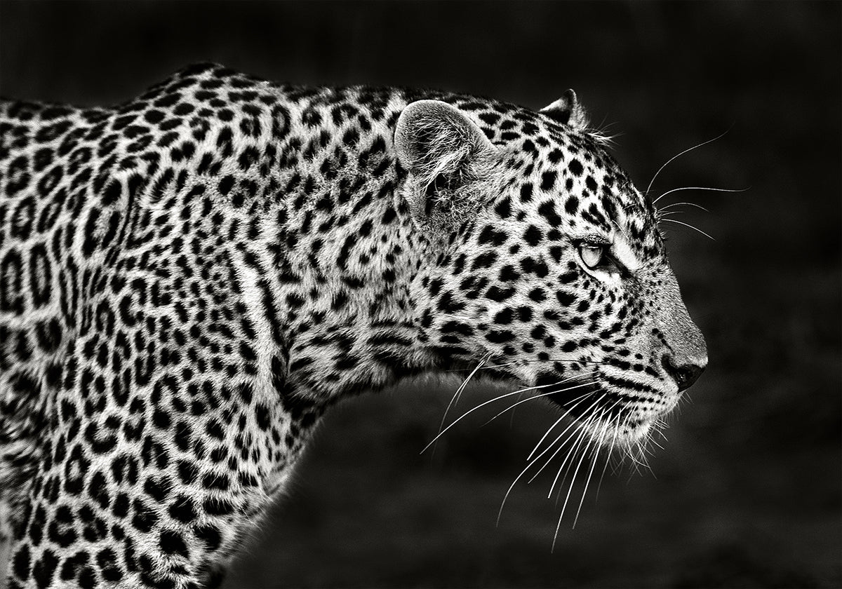 Leopard Zoumaache Poster
