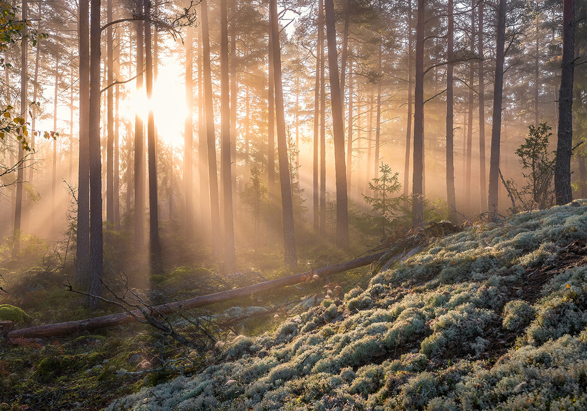 Poster Nebel im Wald mit weißem Moos im Vordergrund