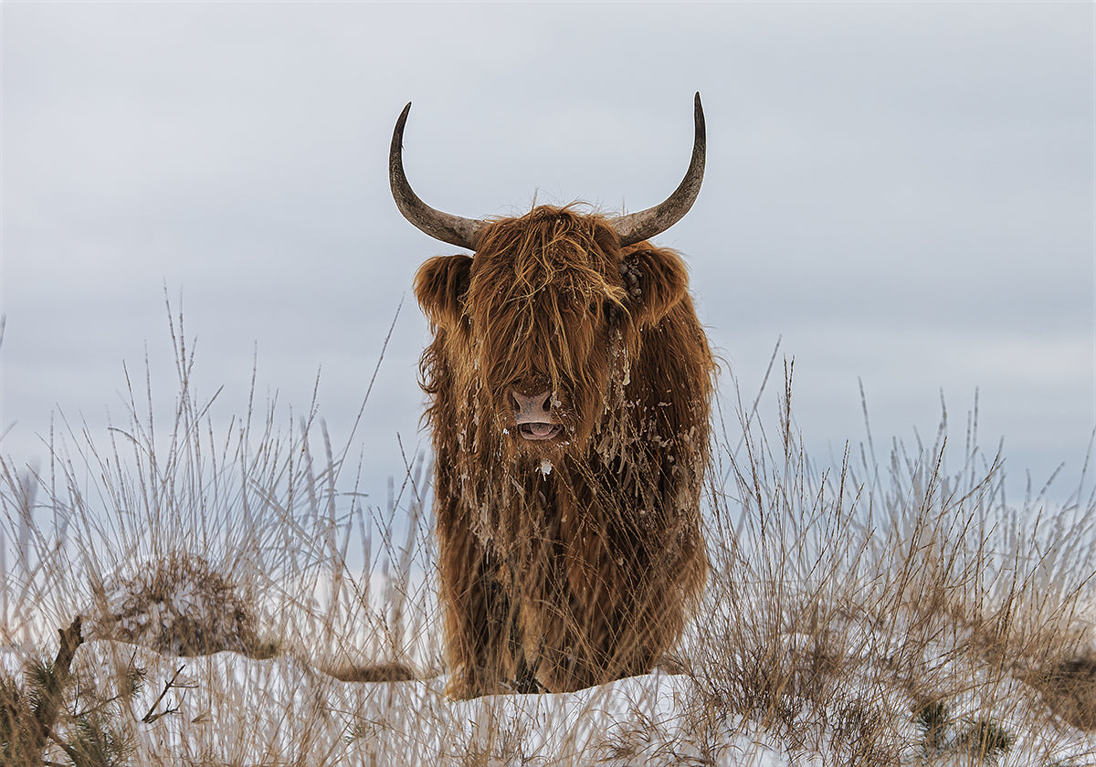 Highlander in Snow Plakat