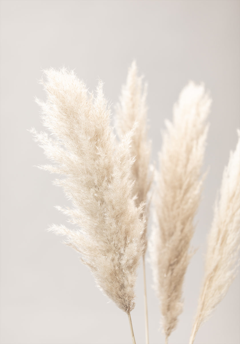 Pampas Grass Grey 02 Plakatas