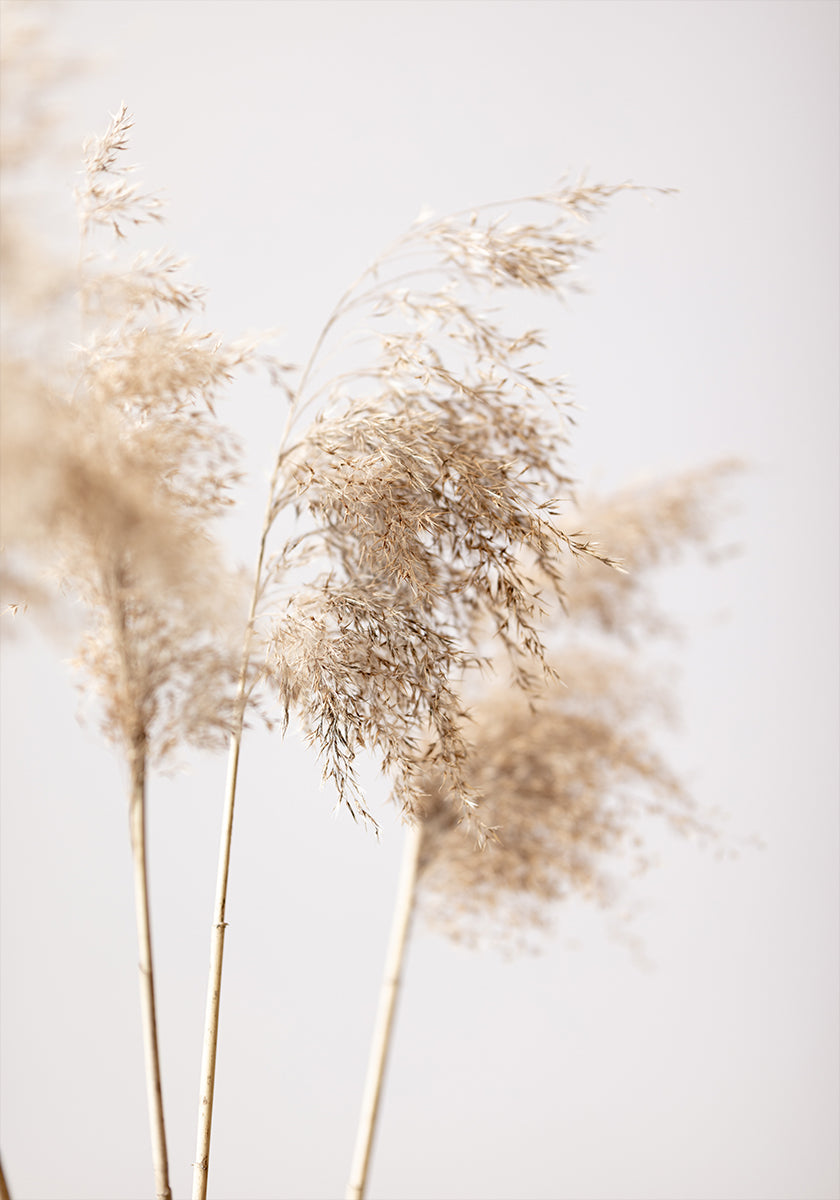 Reed Grass Grey 09 Plakāts