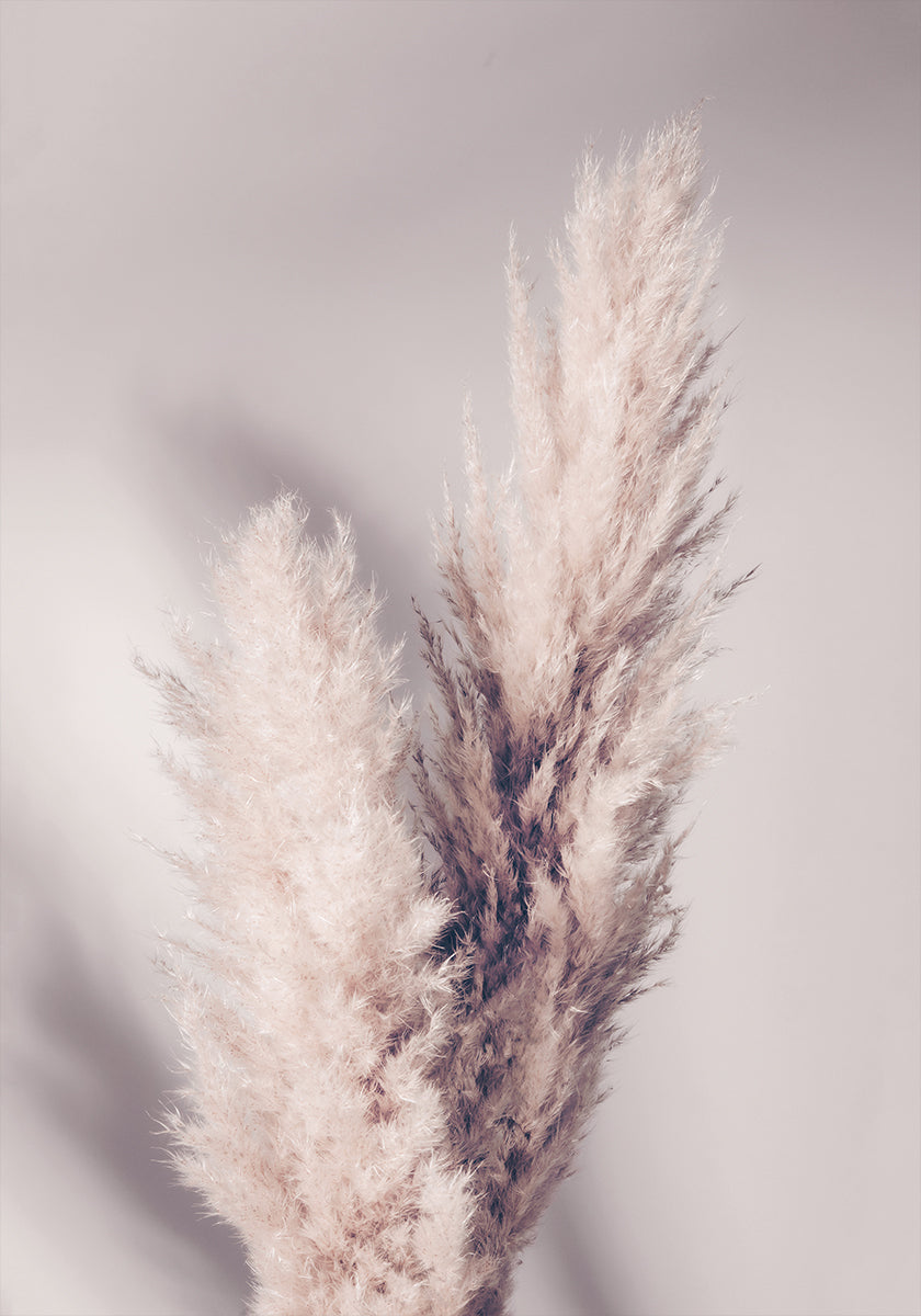 Pampas zāle